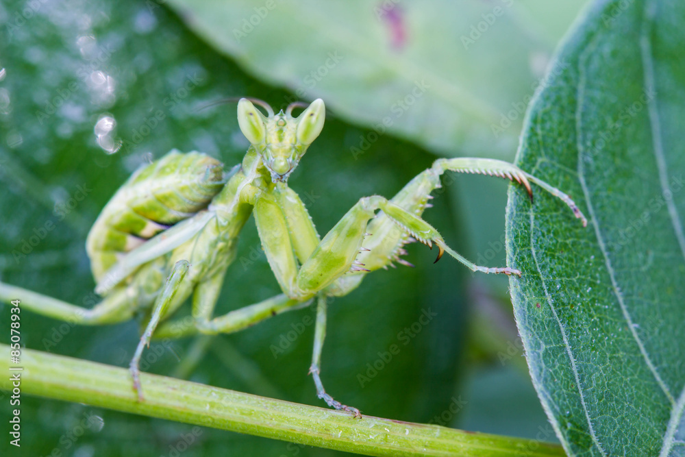 Praying mantis (Mantis religiosa) on green leaf Praying mantis (Mantis religiosa) on green leaf