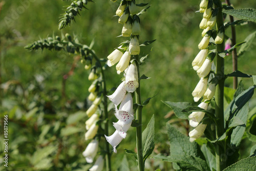 Billede på lærred White  foxglove flowers (Digitalis) in a garden in summer.