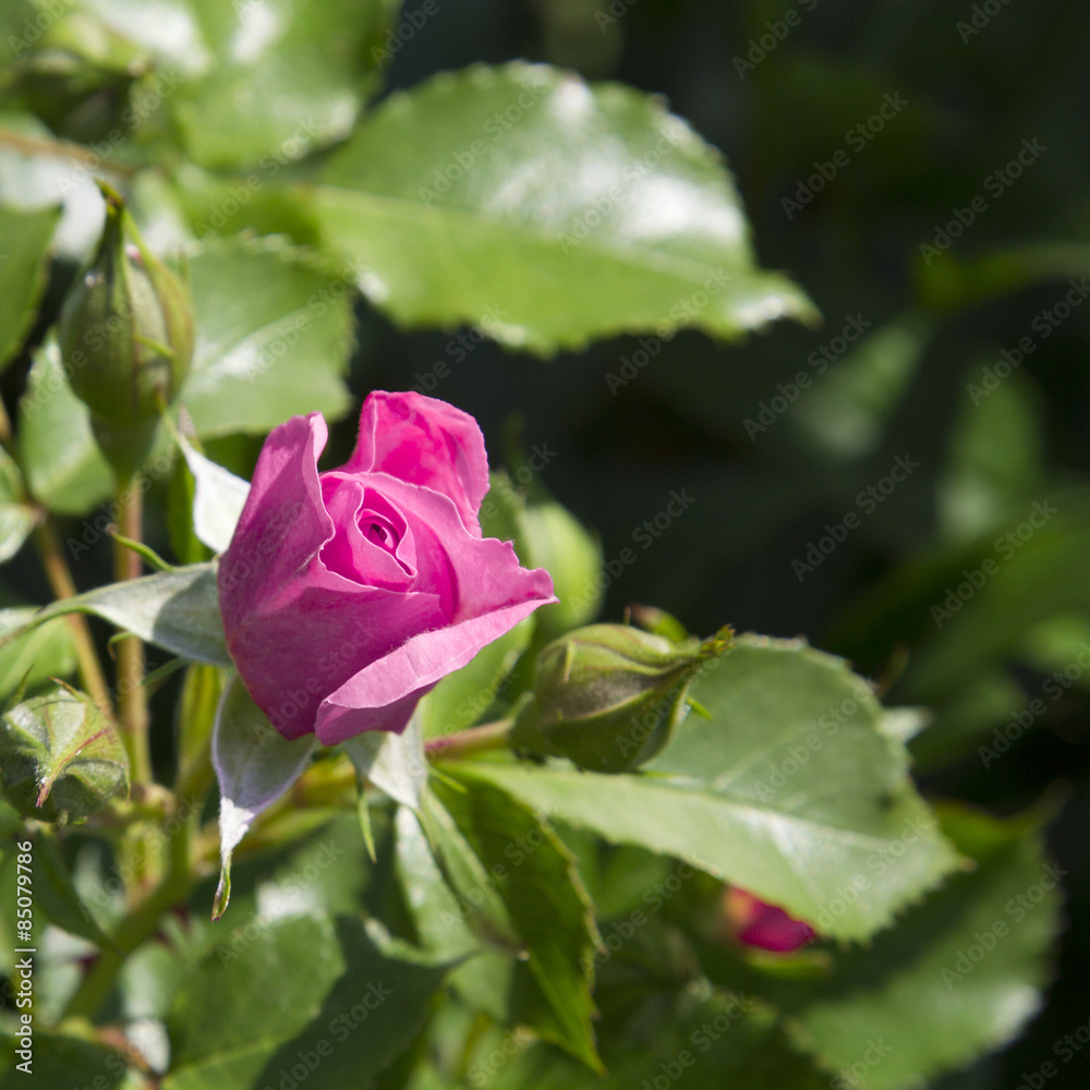Rose bud in the garden over natural background Rose bud in the garden over natural background