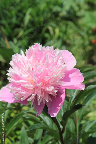 pink peony in garden