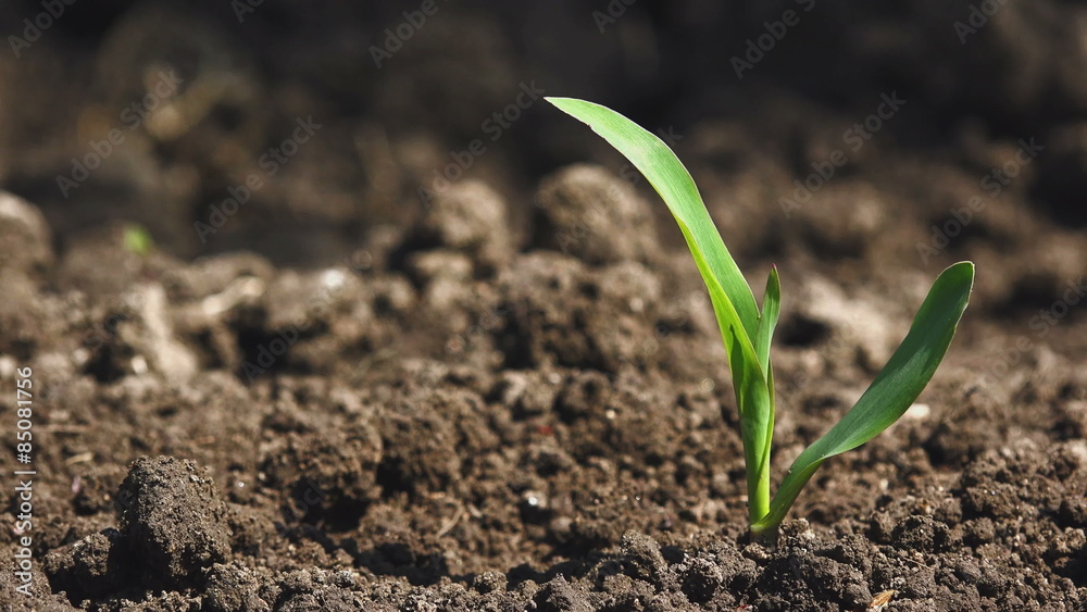 Growing Maize Corn Seedling Sprouts in Cultivated Agricultural Farm Field, Selective Focus with Shallow Depth of Field Growing Maize Corn Seedling Sprouts in Cultivated Agricultural Farm Field, Selective Focus with Shallow Depth of Field