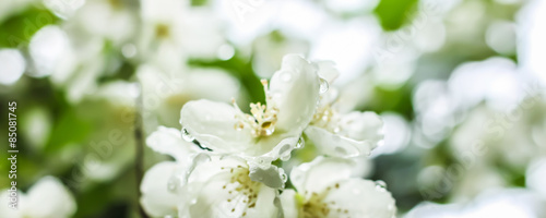 White flowers with dew drops