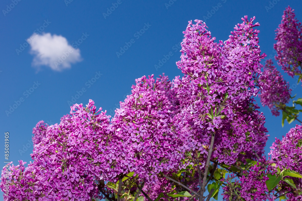 Lilac selective focus Lilac selective focus