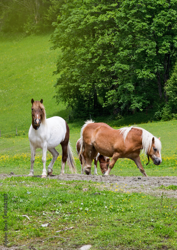 Obraz premium Horses grazing
