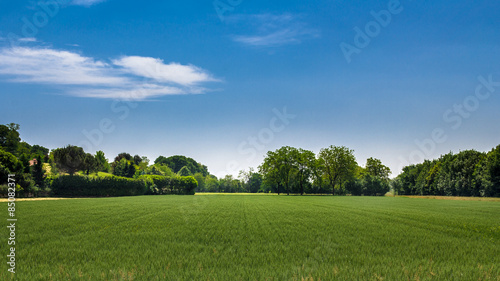 Fototapeta Naklejka Na Ścianę i Meble -  Wheat field