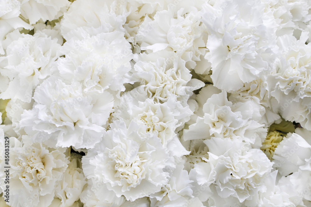 White carnations background