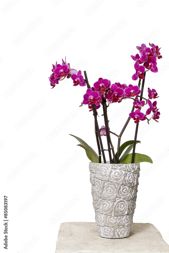 Beautiful pink orchid flowers in ceramic pot.