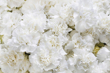 White carnations background