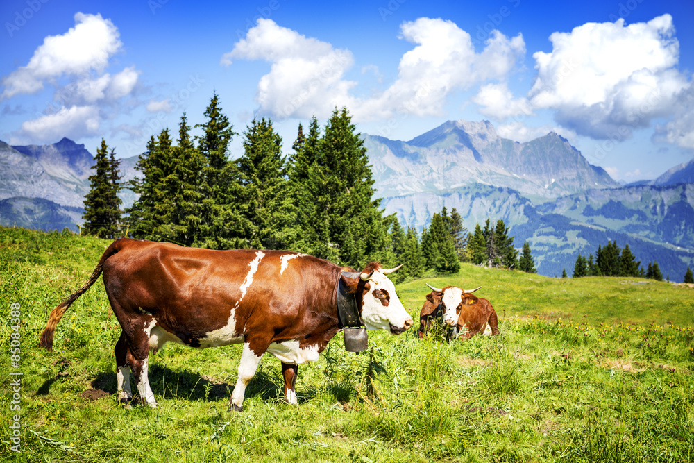 Alpine cows