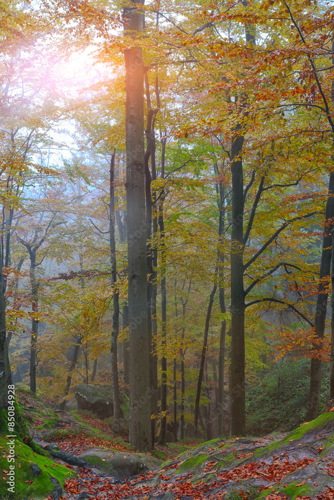 Fototapeta premium Autumn forest in the mountains