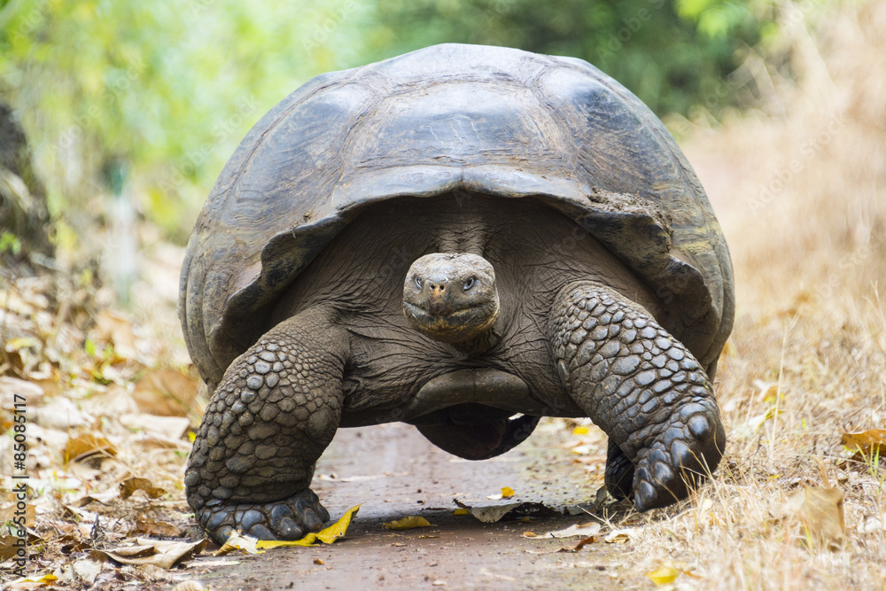 Fototapeta premium Giant tortoise in El Chato Tortoise Reserve, Galapagos islands (Ecuador)