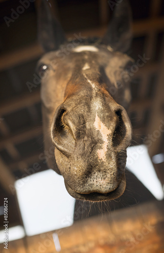 funny horse face begging in stabling © VICUSCHKA