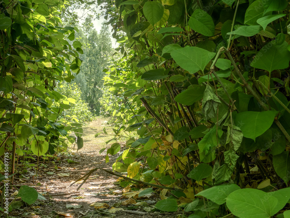 sonnendurchfluteter Blätterwald sonnendurchfluteter Blätterwald