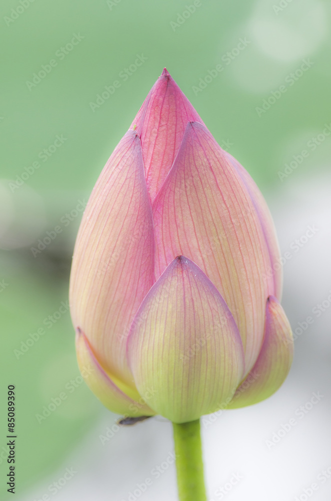 蓮の花 蓮の花