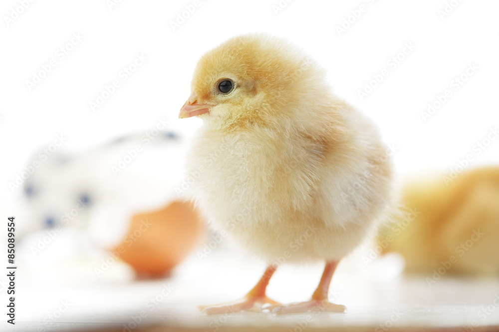 Obraz premium Hühnerküken