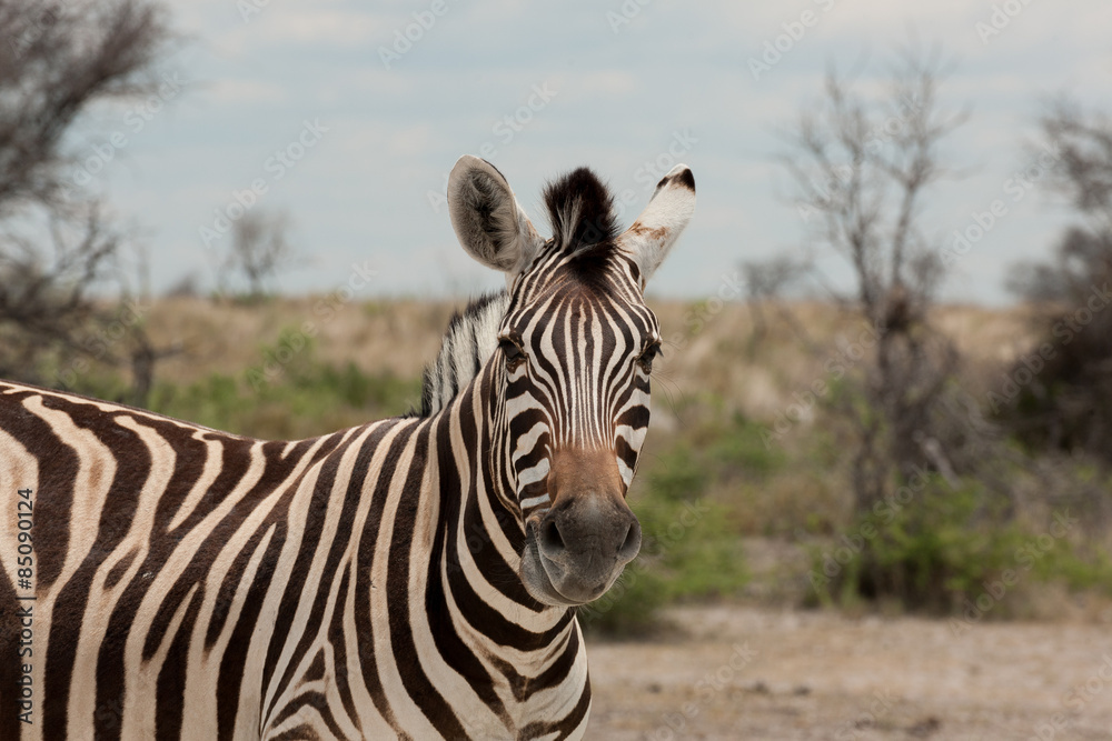 Naklejka premium Zebra