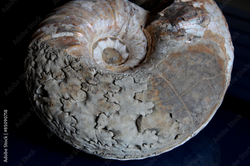 Ammonite - suture line - Ammonite - suture line -