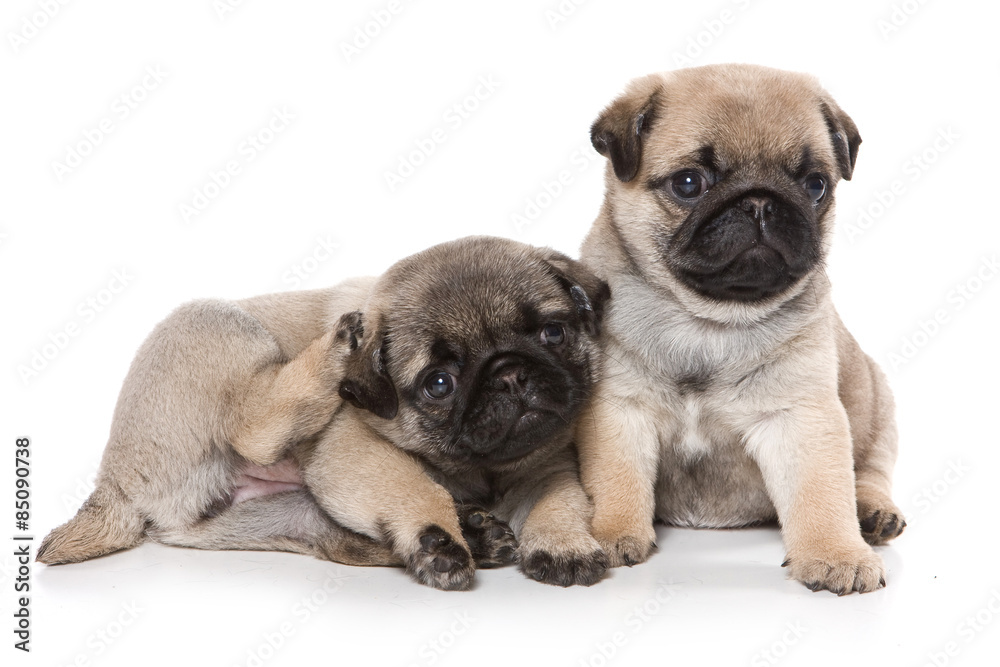 Two pug puppy looking at the camera (isolated on white)