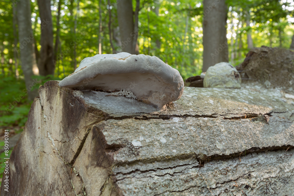 Tinder conk, Fomes fomentarius growing on wood