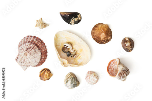 Mix of various sea shells