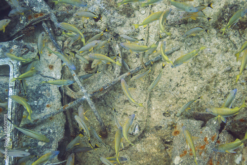 School of fish