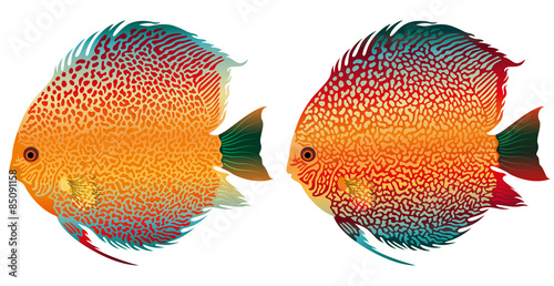 vector aquarium fish discus