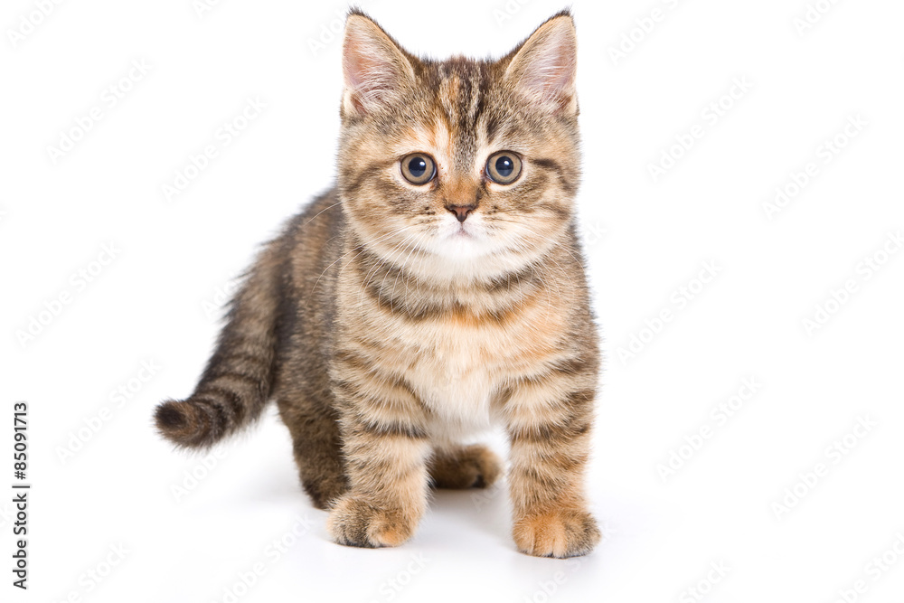 British tabby kitten standing and looking at the camera (isolated on white)