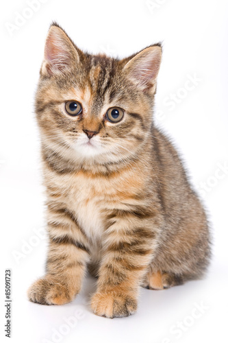 Britan kitten sitting and looking at the camera  isolated on white 