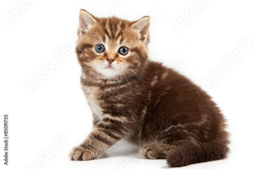 Britan kitten sitting and looking at the camera (isolated on whi