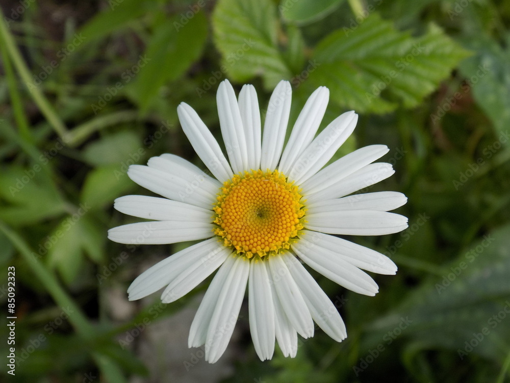 Fototapeta premium Daisy