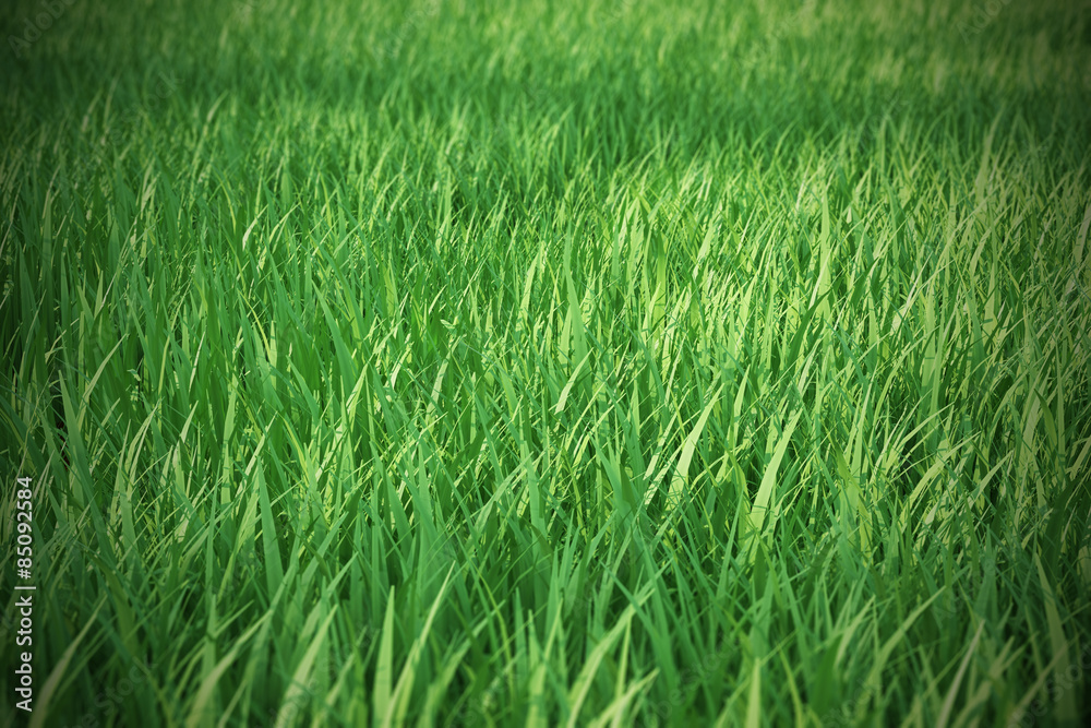 Fresh green grass with a focal blur in the distance.