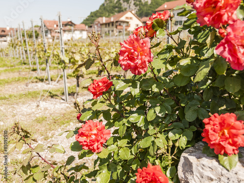 Yvorne  Dorf  Weindorf  Weinregion  Kanton Wallis  Fr  hling  Schweiz