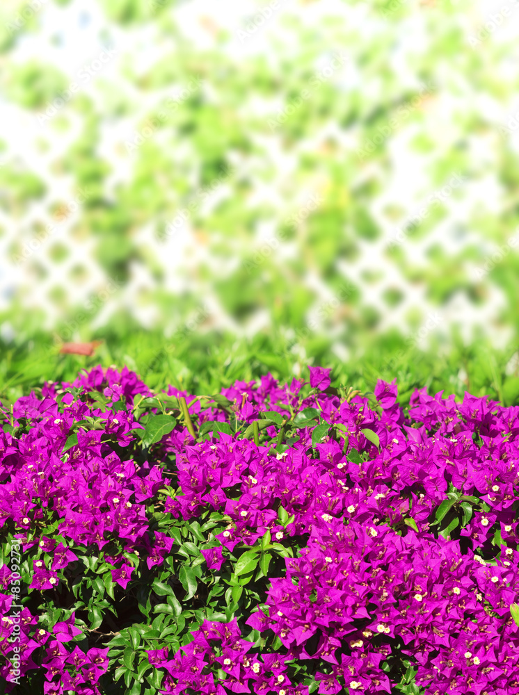Obraz premium summer bougainvillea garden