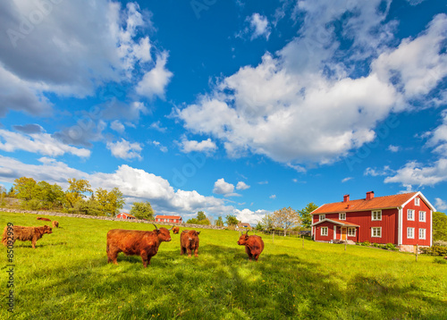 Highland cows and old farm houses in Smaland, Sweden photo