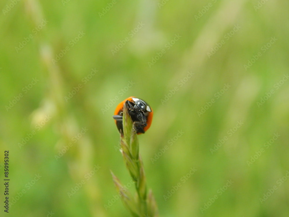 Fototapeta premium Coccinella