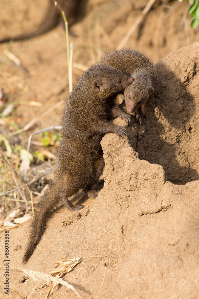Dwarf mongoose family enjoy the safety of their burrow Dwarf mongoose family enjoy the safety of their burrow