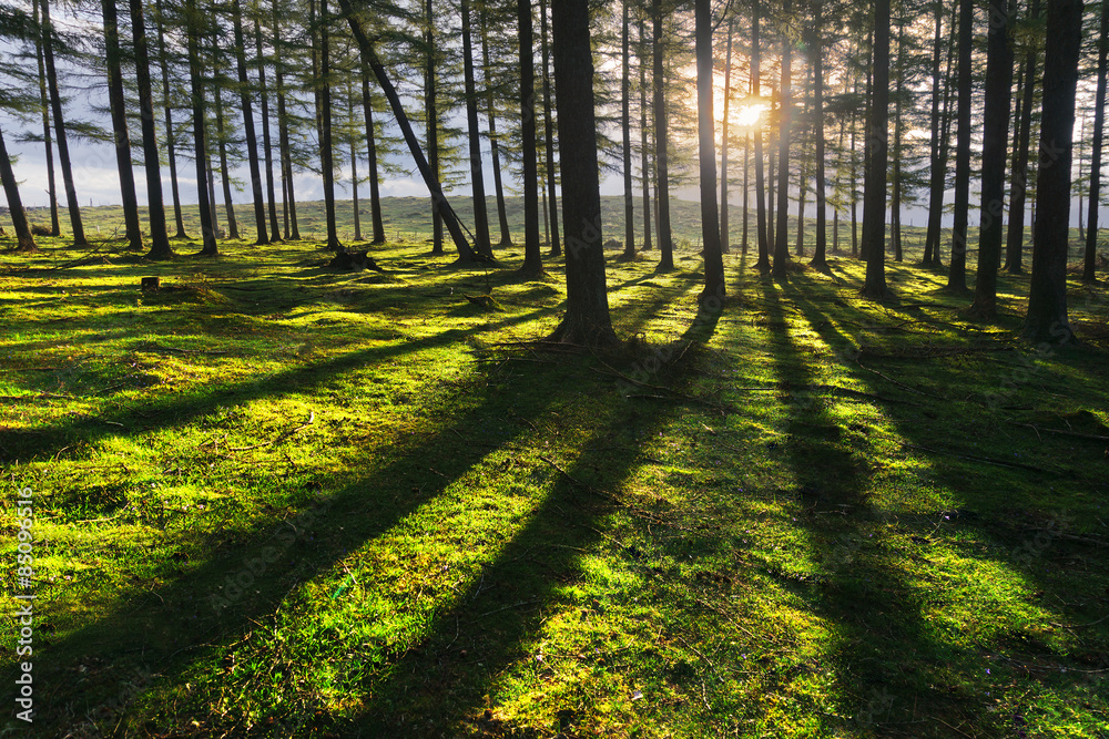 sunny forest sunny forest