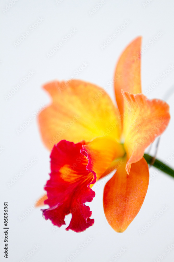 Close-up of orchids over white background