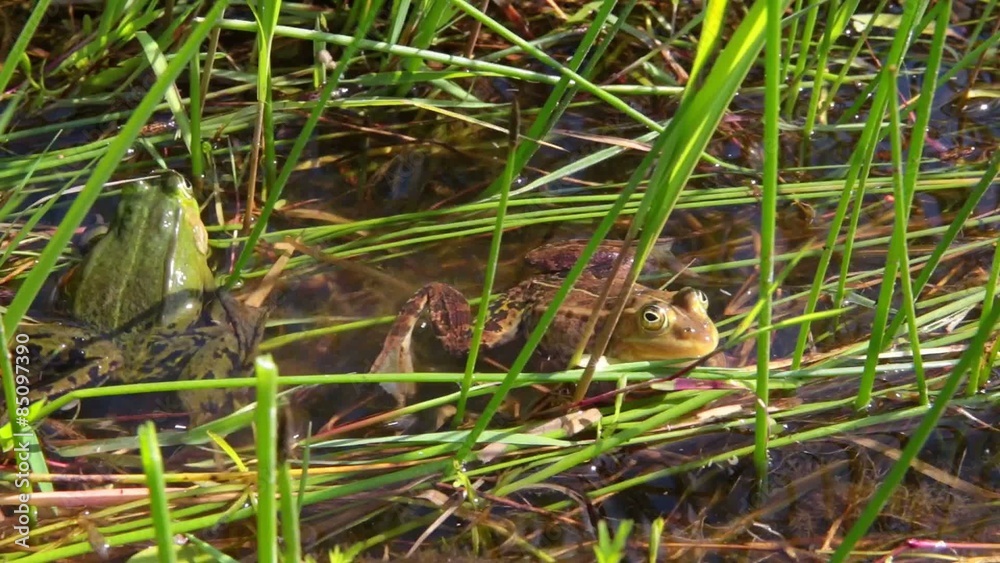 Croaking frogs blowing their vocal sacs Croaking frogs blowing their vocal sacs
