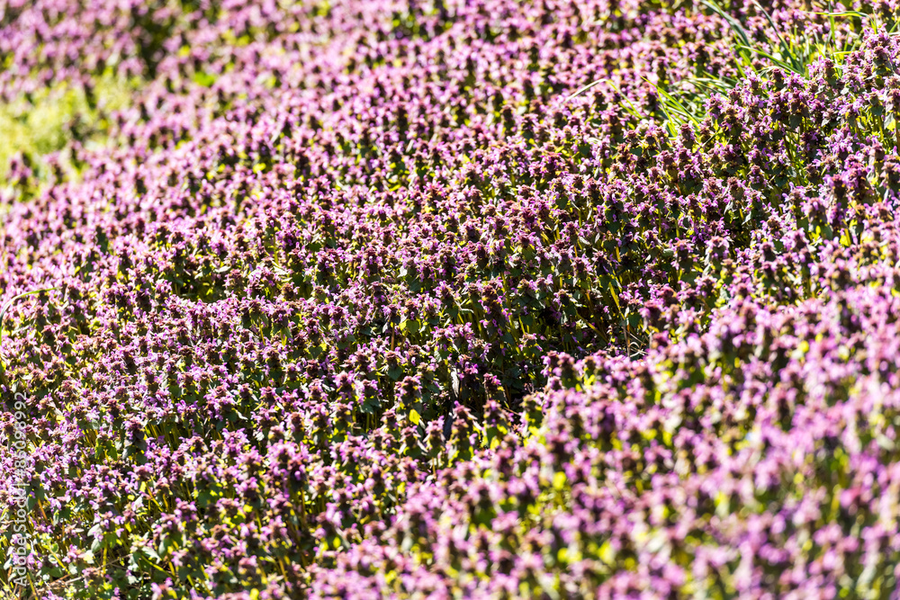 Violet Spring Flowers Field Blossom In Spring