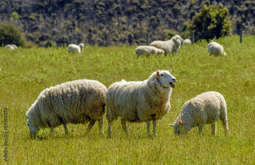 merino sheeps new zealand