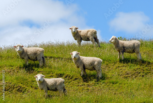 Obraz na plátně merino sheeps new zealand