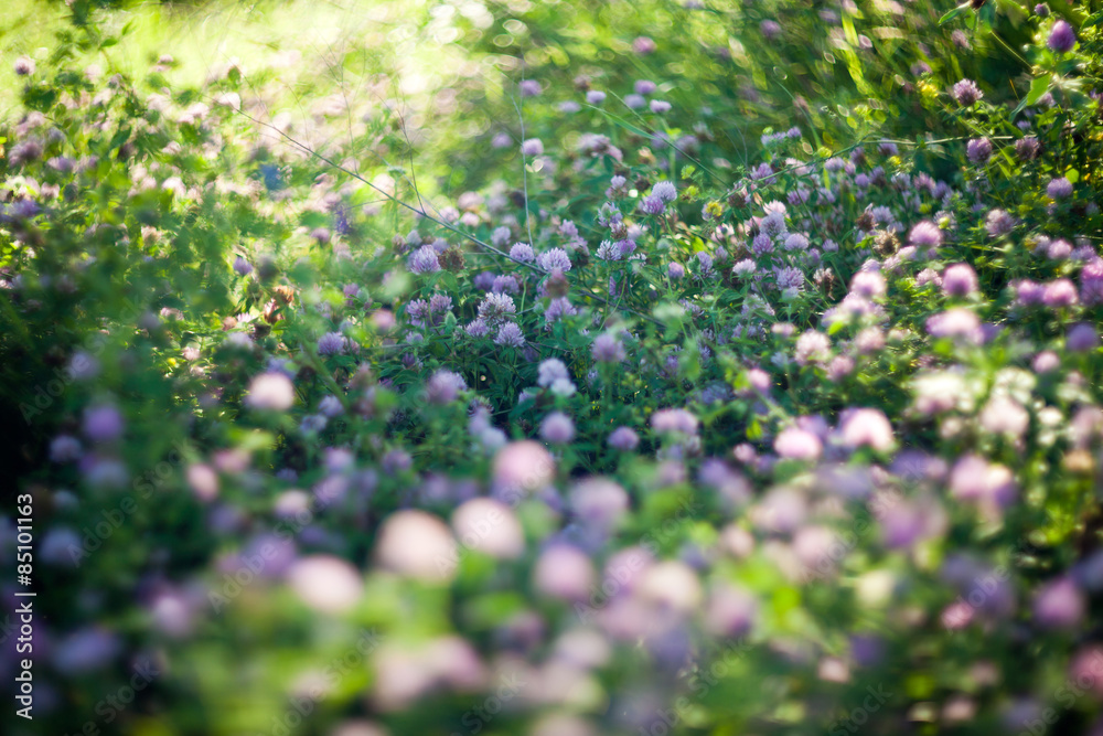 Blooming clovers shot with soft focus lens Blooming clovers shot with soft focus lens