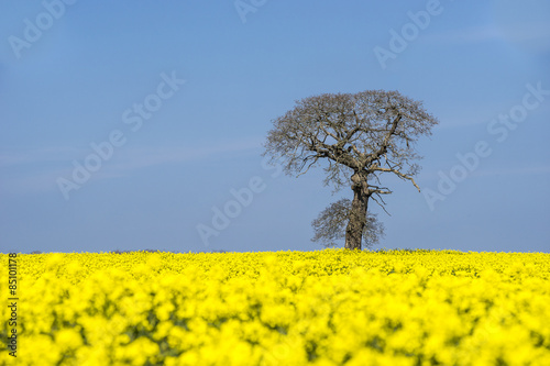 Tree in a field of flowering oil seed rape