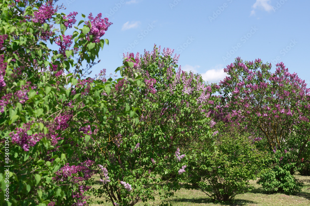 Lilac selective focus