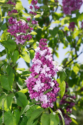 Lilac selective focus