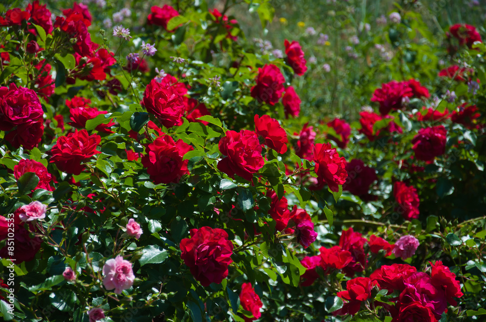 Цветение красных роз.
