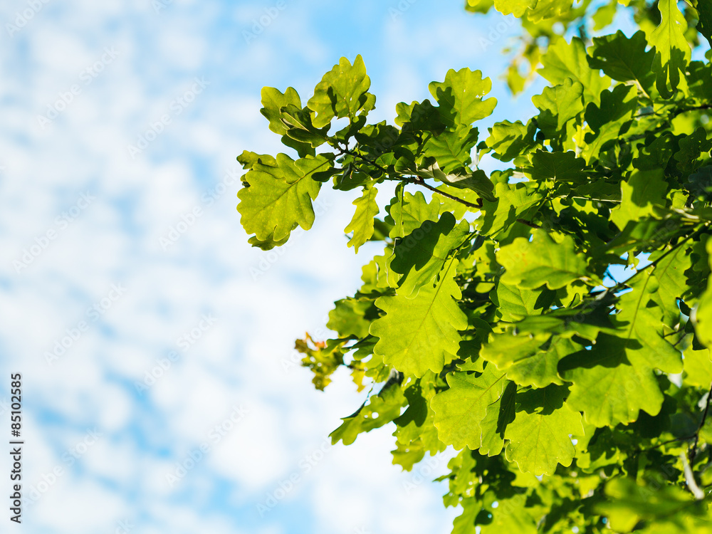 sunlit oak foliage and blue sky with white clouds sunlit oak foliage and blue sky with white clouds