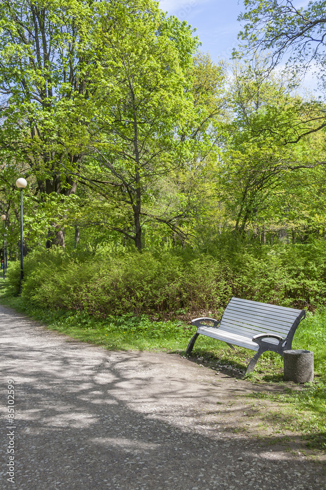 Bench In a Green Park
