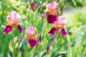 Papier peint photo Iris Iris barbus dans la prairie  © vvoe